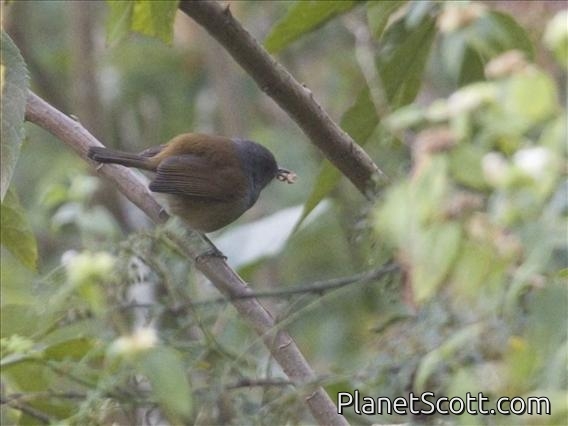 Abyssinian Hill-Babbler (Sylvia abyssinica)