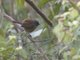 African Hill Babbler (Sylvia abyssinica)