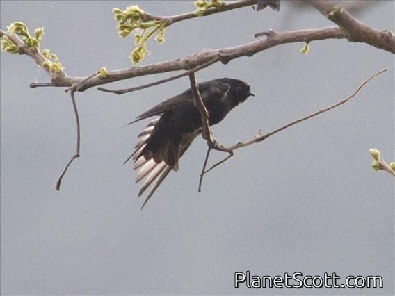 Black Sawwing (Psalidoprocne holomelas)