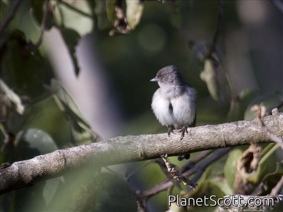 Abyssinian Slaty-Flycatcher (Dioptrornis chocolatinus)