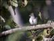 Abyssinian Slaty-Flycatcher (Dioptrornis chocolatinus)
