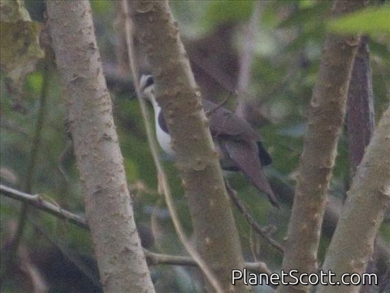 Tambourine Dove (Turtur tympanistria)
