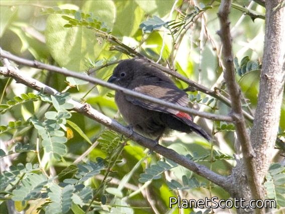 African Firefinch (Lagonosticta rubricata) - Female