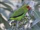 Black-winged Lovebird (Agapornis taranta)