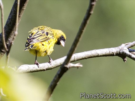 African Citril (Crithagra citrinelloides) - Male