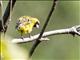 African Citril (Crithagra citrinelloides) - Male