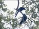 Slender-billed Starling (Onychognathus tenuirostris)