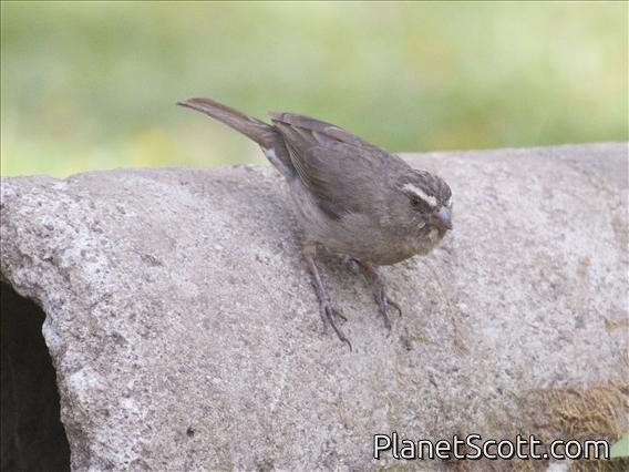 Brown-rumped Seedeater (Crithagra tristriatus)