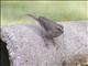 Brown-rumped Seedeater (Crithagra tristriatus)