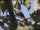 Grey Cuckooshrike (Coracina caesia)