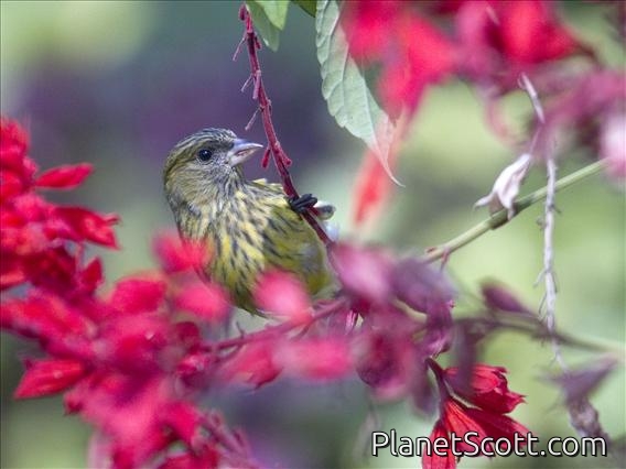 African Citril (Crithagra citrinelloides) - Female