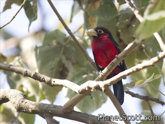 Double-toothed Barbet (Lybius bidentatus)