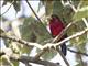 Double-toothed Barbet (Lybius bidentatus)