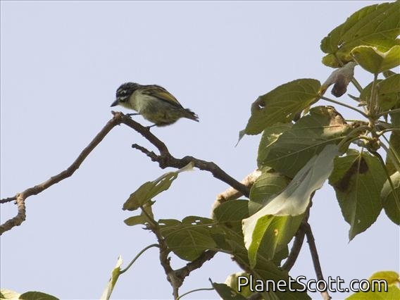 Yellow-fronted Tinkerbird (Pogoniulus chrysoconus)
