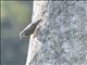 African Spotted Creeper (Salpornis salvadori)