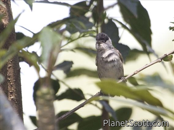 Blackcap (Sylvia atricapilla)