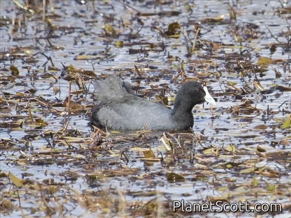 Red-knobbed Coot (Fulica cristata)