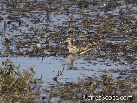 African Snipe (Gallinago nigripennis)