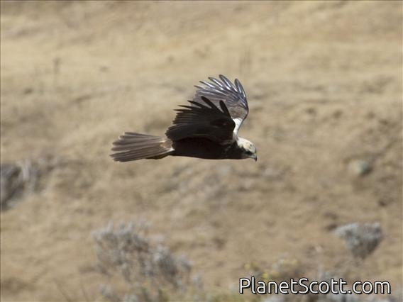 Western Marsh-Harrier (Circus aeruginosus)