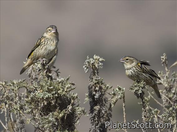 Yellow Bishop (Euplectes capensis) - Non-breeding