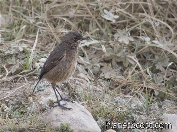Moorland Chat (Cercomela sordida)