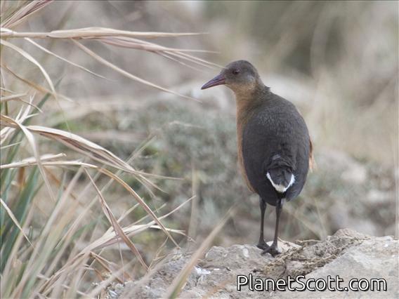 Rouget's Rail (Rougetius rougetii)