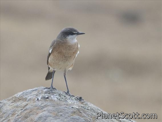 Botta's Wheatear (Oenanthe bottae)