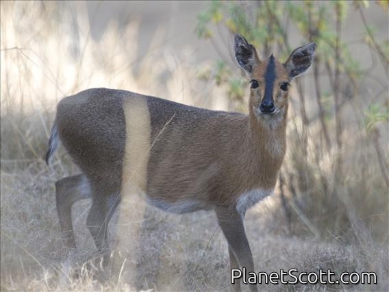 Bush Duiker (Sylvicapra grimmia)