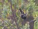 White-backed Tit (Parus leuconotus)