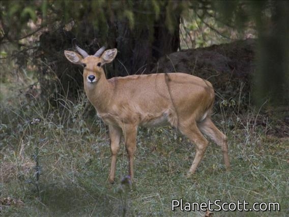 Bohar reedbuck (Redunca redunca)