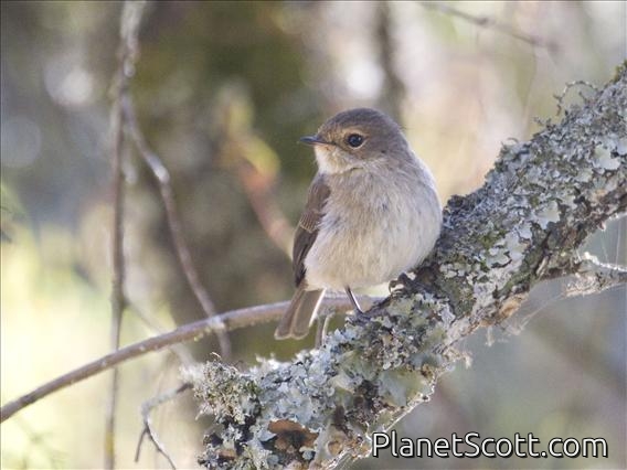 Dusky Alseonax (Muscicapa adusta)