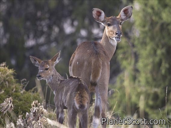 Mountain Nyala (Tragelaphus buxtoni) - Female and Young
