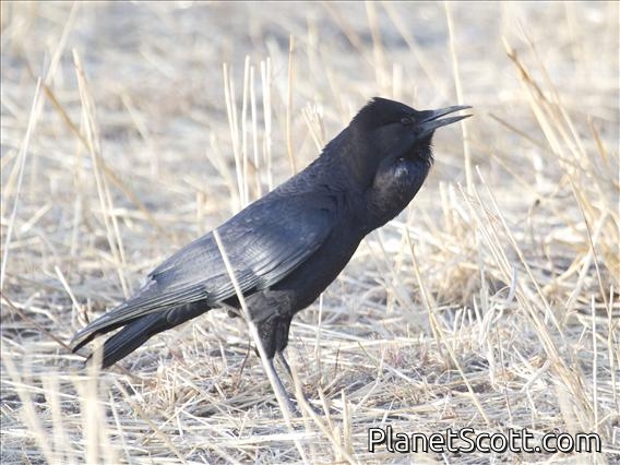 Cape Crow (Corvus capensis)