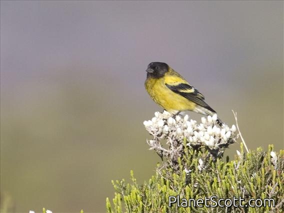 Abyssinian Siskin (Serinus nigriceps)