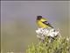Abyssinian Siskin (Serinus nigriceps)