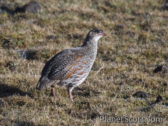 Chestnut-naped Francolin (Pternistis castaneicollis)