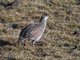Chestnut-naped Francolin (Pternistis castaneicollis)