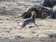 Stark's Hare (Lepus starki)