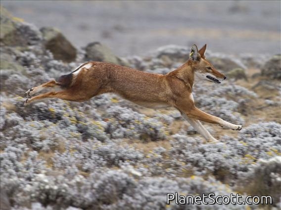 Ethiopian Wolf (Canis simensis)