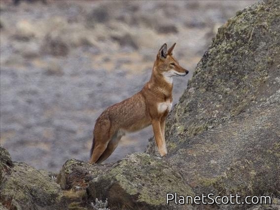 Ethiopian Wolf (Canis simensis)