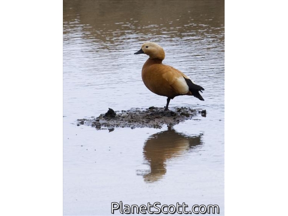 Ruddy Shelduck (Tadorna ferruginea)