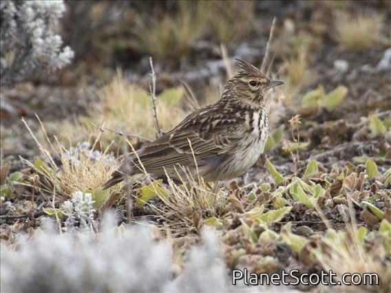 Thekla Lark (Galerida theklae)