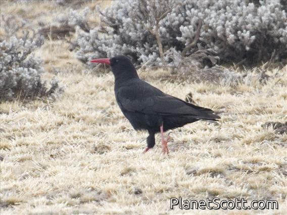 Red-billed Chough (Pyrrhocorax pyrrhocorax)