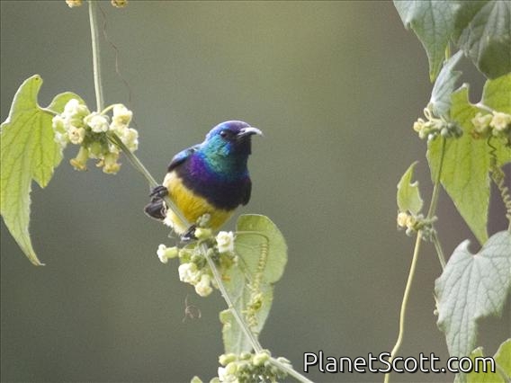 Variable Sunbird (Nectarinia venusta) - Male