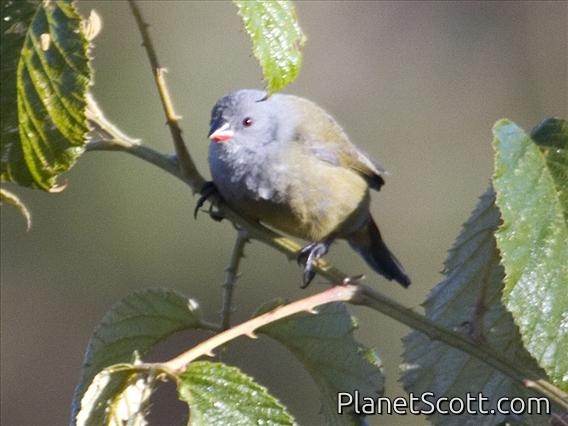 Yellow-bellied Waxbill (Estrilda quartinia)