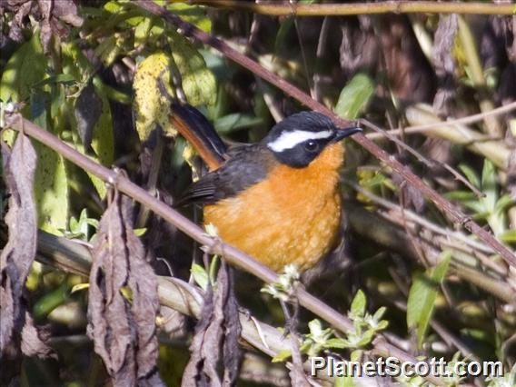 Rueppell's Robin-Chat (Cossypha semirufa)