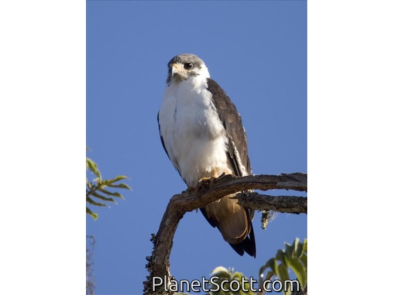 Augur Buzzard (Buteo augur)