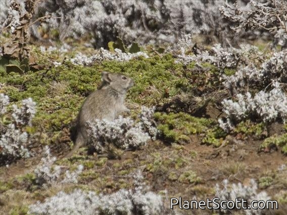 Blick's Grass Rat (Arvicanthis blicki)