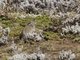 Blick's Grass Rat (Arvicanthis blicki)