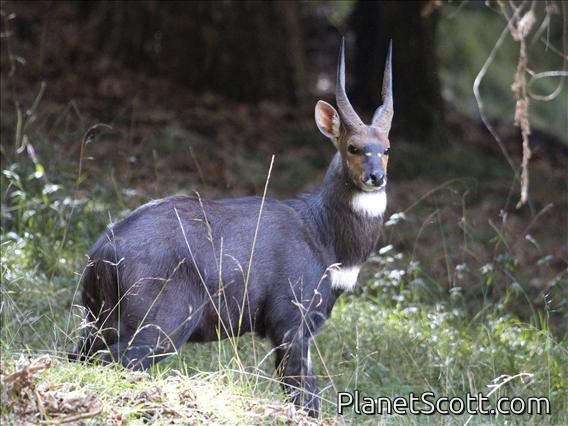 Bushbuck (Tragelaphus scriptus)